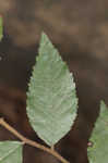 Planertree <BR>Water elm